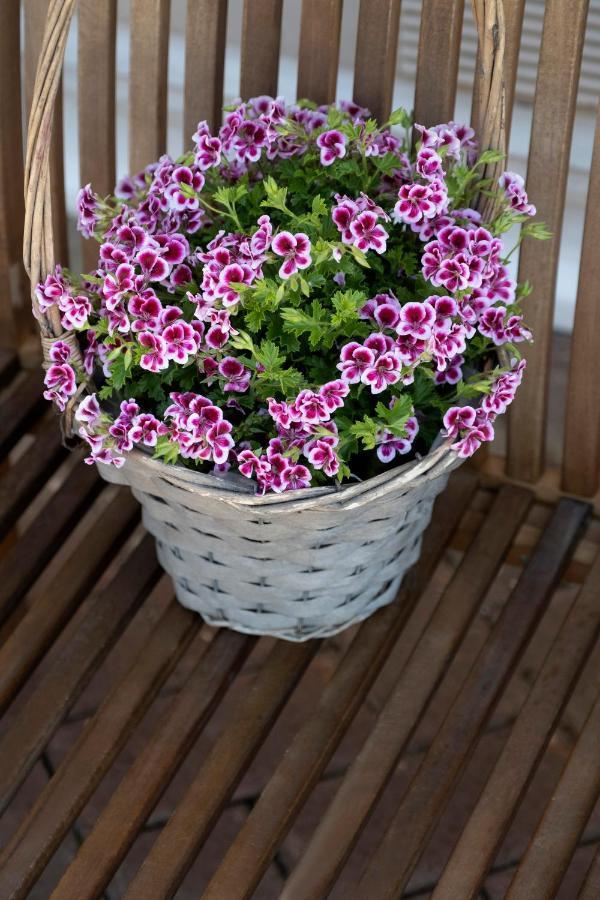 וירג'יו Casa Primavera מראה חיצוני תמונה